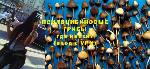 прущие грибы Каменногорск